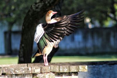 Close-up of bird against blurred background