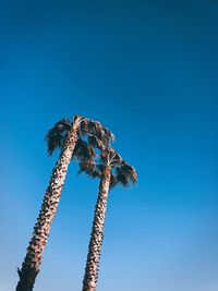 Palm trees against sky