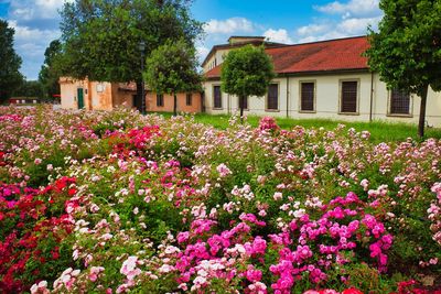 Pink flowering plants by trees and houses against sky