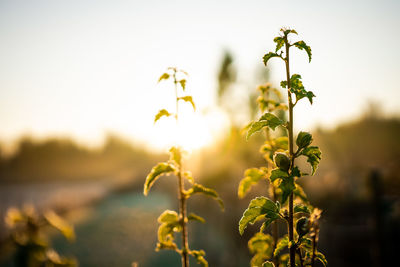 Close-up of flowering plant against sky