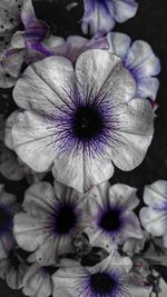 Close-up of purple flower