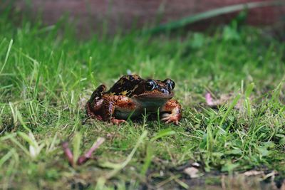 Garden pet modelling his good side