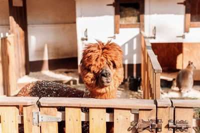 Llama in the pen at the family farm looks at the camera, a red fluffy shaggy llama. 