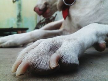 Close-up of dog relaxing