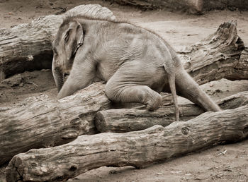 View of lion in zoo