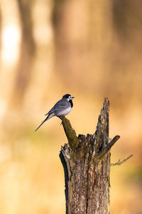 White wagtail on a wooden post, blurred background