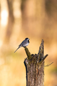 Close-up of bird perching on wood