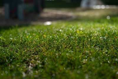 Close-up of wet grass growing on field