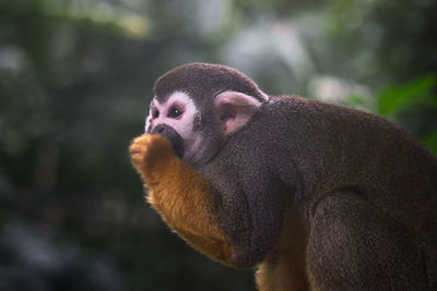 Close-up of monkey