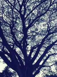 Low angle view of tree in forest