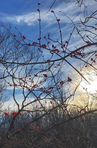 Bare trees against cloudy sky