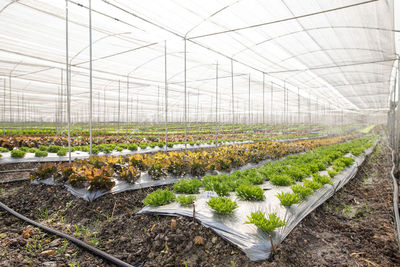 Plants growing in greenhouse
