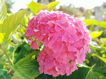 Close-up of pink flowers