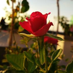 Close-up of red rose