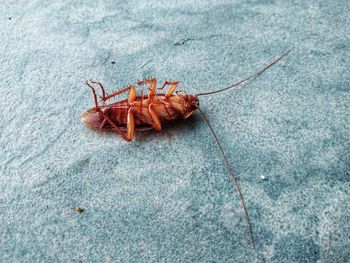 High angle view of insect