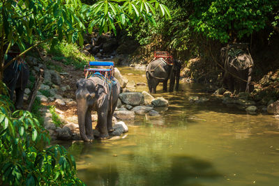 People in water amidst trees