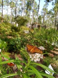 Butterfly perching on flower