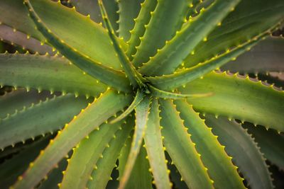 Directly above view of aloe vera plant