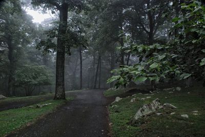 Trees in forest against sky