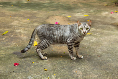 Portrait of tabby cat in city