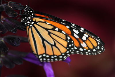 Close-up of butterfly on flower