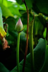 Close-up of lotus bud growing on plant