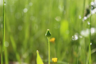 Close-up of water drops on flowering plant