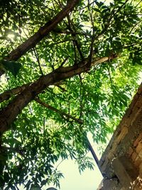 Low angle view of trees