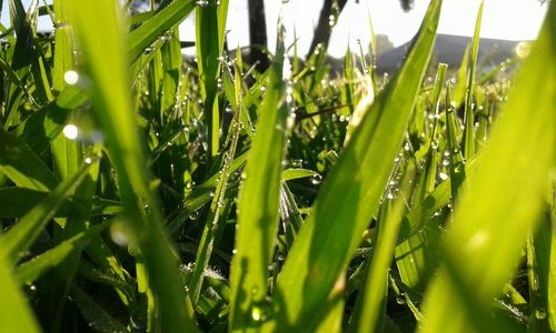 Close-up of grass growing on field