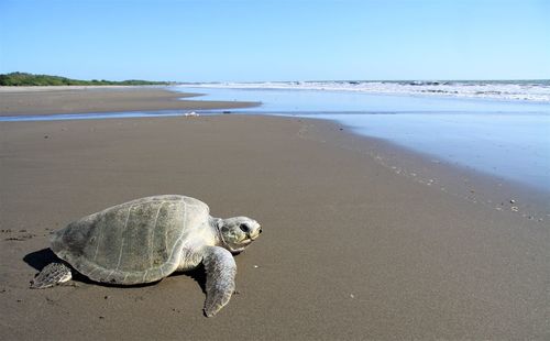 View of turtle on beach