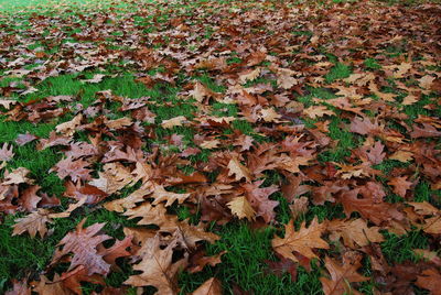 High angle view of dry leaves on field