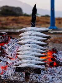 Close-up of fish in sea against sky