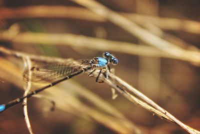 Close-up of insect on grass