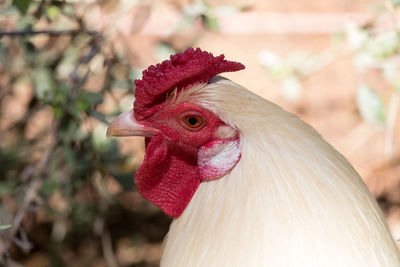 Close-up of hen