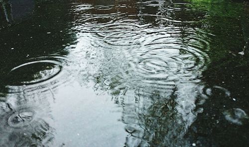 Reflection of trees in water