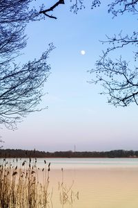 Bare trees by lake