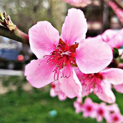 Close-up of pink flowers blooming on tree