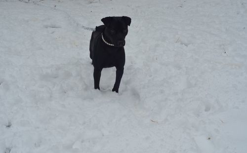 Black horse on snow