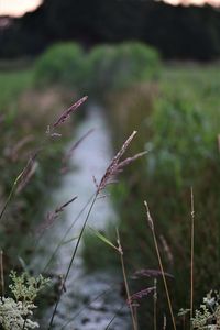 nature