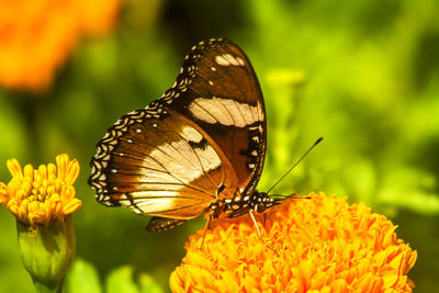 Close-up of butterfly pollinating on flower