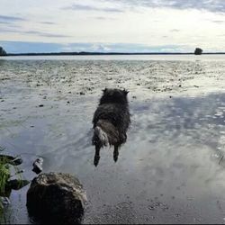 Dog standing on beach