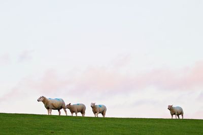 Herd of sheep grazing in field