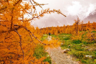 Trees in forest during autumn