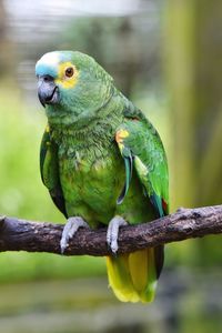 Close-up of parrot perching on branch