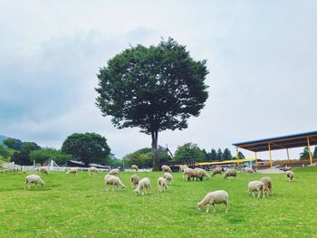 Cows grazing on grassy field