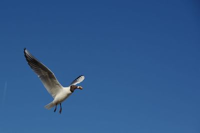 Low angle view of seagull flying against clear sky