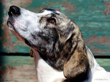 Close-up of a dog