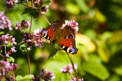 Close-up of butterfly on pink flowers