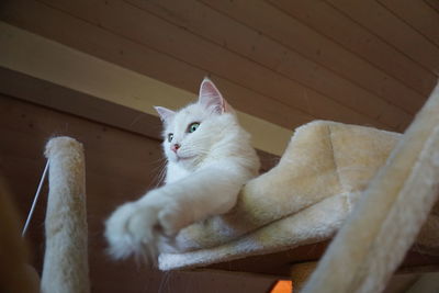 Close-up of cat on chair at home