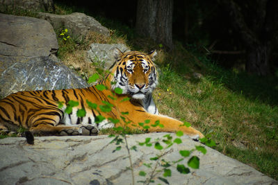 Tiger resting in zoo